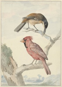 Black-capped Donacobius